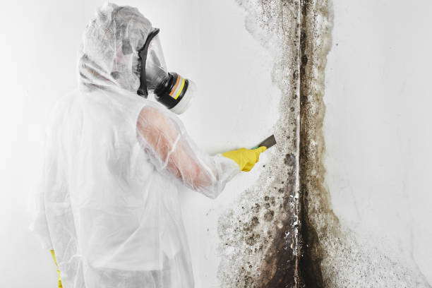 Best Residential Mold Removal  in Vandalia, IL