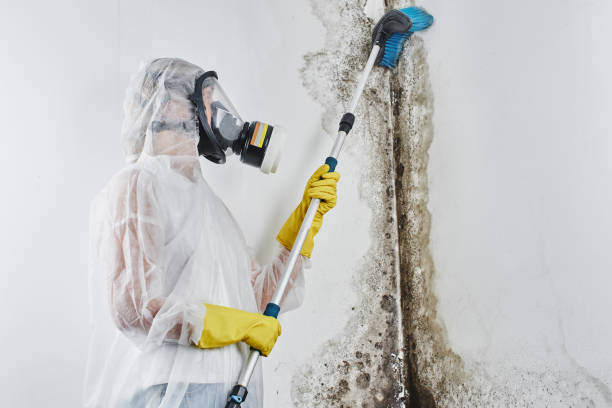 Best Certified Mold Removal  in Vandalia, IL