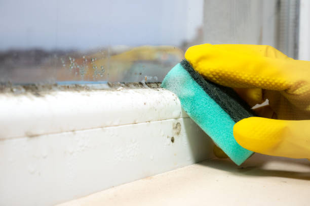 Trusted Vandalia, IL Mold Removal Experts