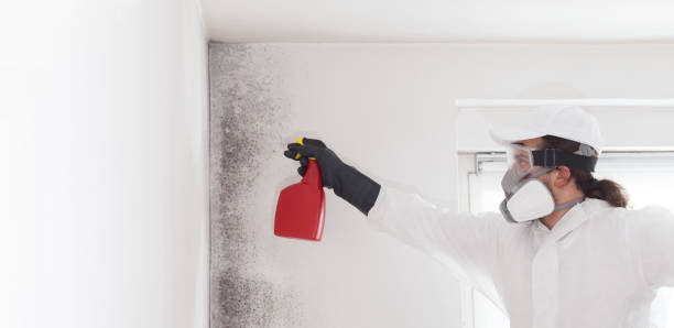Office Mold Removal Services in Vandalia, IL