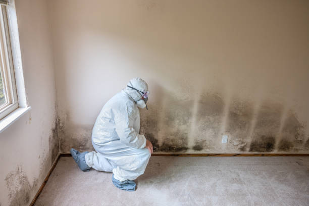 Best Emergency Mold Removal  in Vandalia, IL