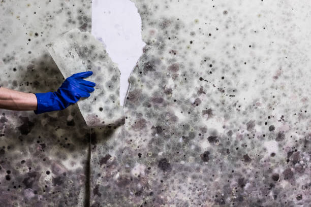 Best Mold Remediation Services  in Vandalia, IL